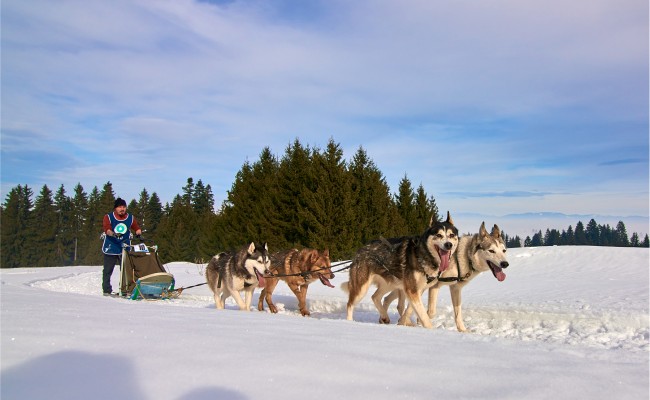 Photo séjour Escapade en chiens de traîneau