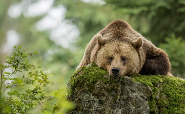 Photo séjour Pyrénées Animaux